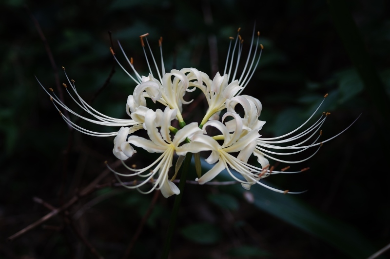 大泉緑地の彼岸花（１）樹木の中に咲く彼岸花_b0063958_21494906.jpg