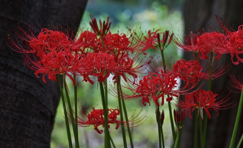 大泉緑地の彼岸花（１）樹木の中に咲く彼岸花_b0063958_21511300.jpg