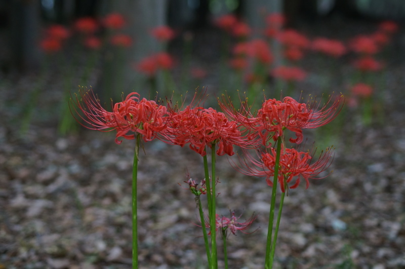 大泉緑地の彼岸花（１）樹木の中に咲く彼岸花_b0063958_21522141.jpg