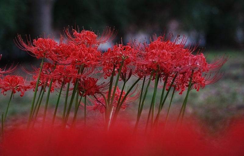 大泉緑地の彼岸花（１）樹木の中に咲く彼岸花_b0063958_21544932.jpg