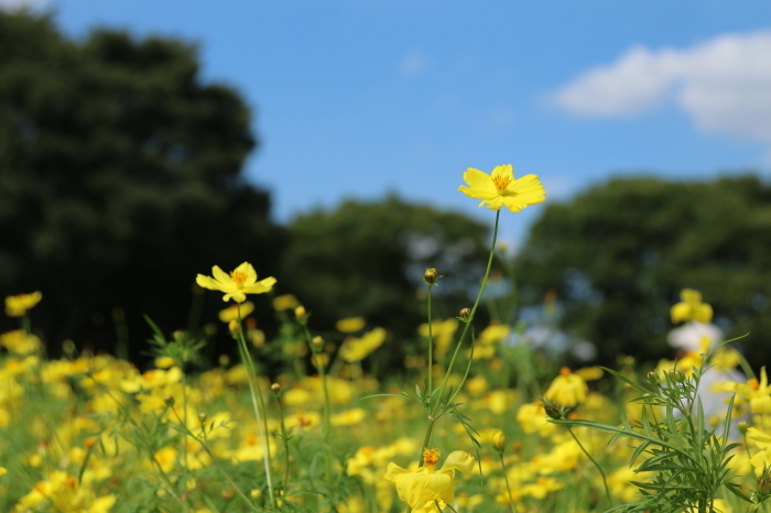 秋空に～コスモス　昭和記念公園　3　キバナコスモスのレモンイエロー_d0152261_21512744.jpg