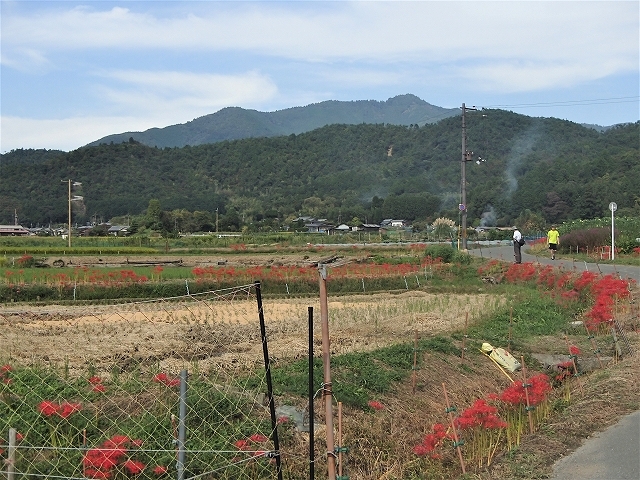 高雄・清滝紅葉ウオーク（１１月１９日実施）の下見_b0044663_11182641.jpg