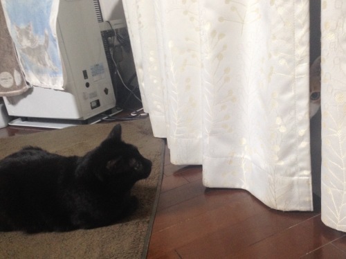 猫の心霊写真 的なもの 猫飼いの詩 うた 猫の心霊写真 的なもの 猫飼いの詩 うた