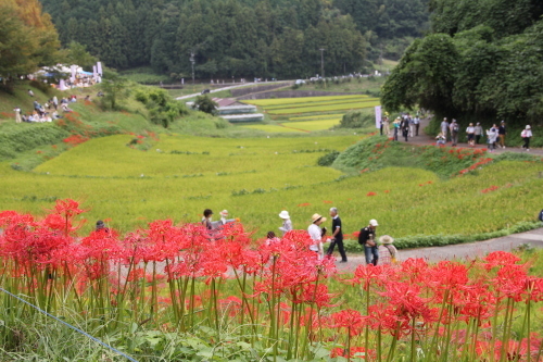 奈良・飛鳥稲渕の案山子と曼珠沙華_f0259373_16545343.jpg