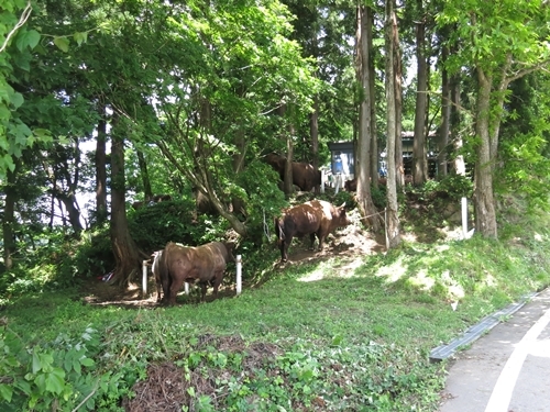 f0299682_11060898.jpg
