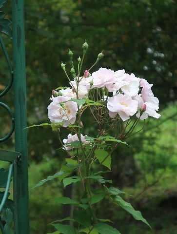 d0098183_10551562.jpg