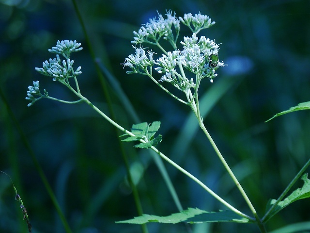 加曾利貝塚の草花（オオバクサフジ、ヤマハッカなど）_d0088184_17400613.jpg