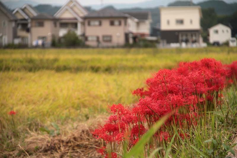 彼岸花だらけ～_c0177785_06305932.jpg