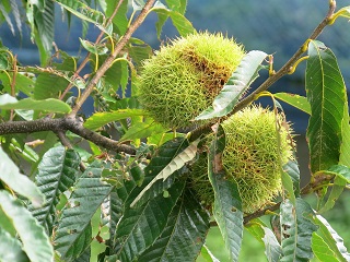 e0130185_19113578.jpg