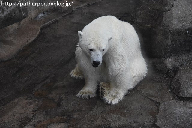 ２０１７年９月　王子動物園１　その１_a0052986_7242834.jpg