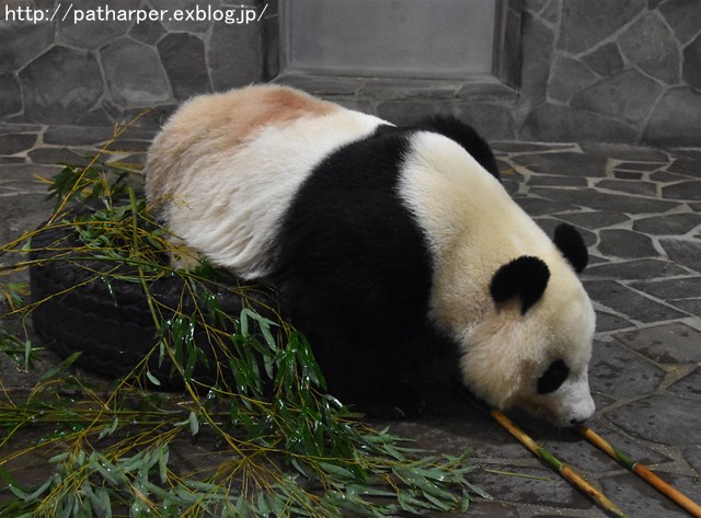 ２０１７年９月　王子動物園１　その１_a0052986_737747.jpg