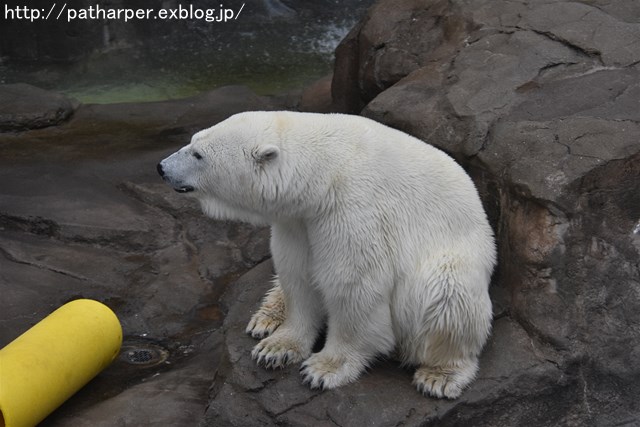 ２０１７年９月　王子動物園１　その１_a0052986_7503812.jpg