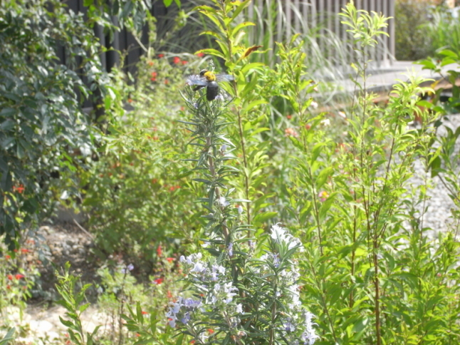 雑木と香草の庭から