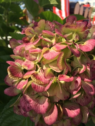 スポーツと芸能_a0134394_05450599.jpeg