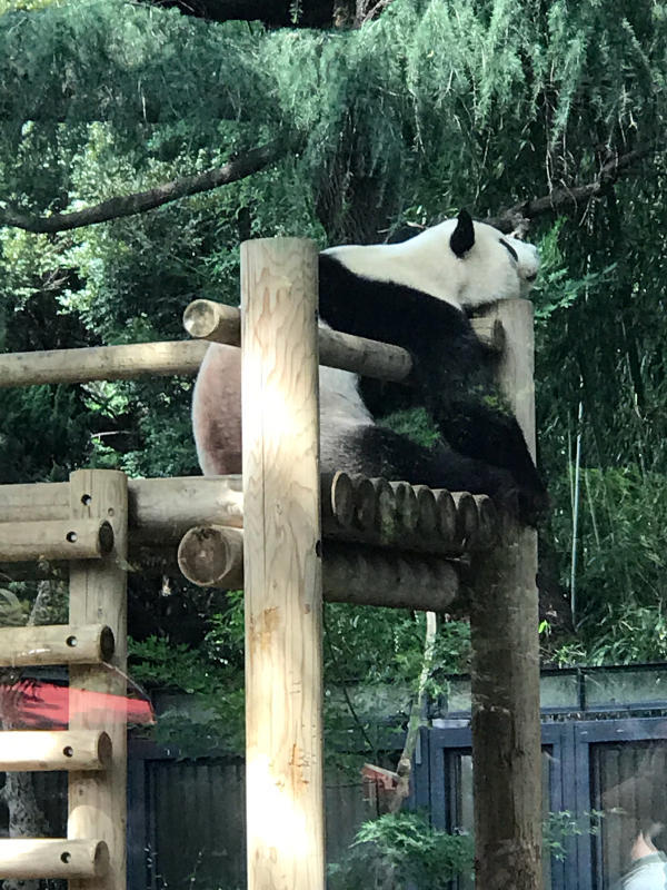 上野動物園と もんじゃ焼き_f0376195_19232120.jpg