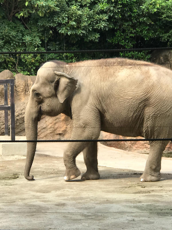 上野動物園と もんじゃ焼き_f0376195_19255452.jpg