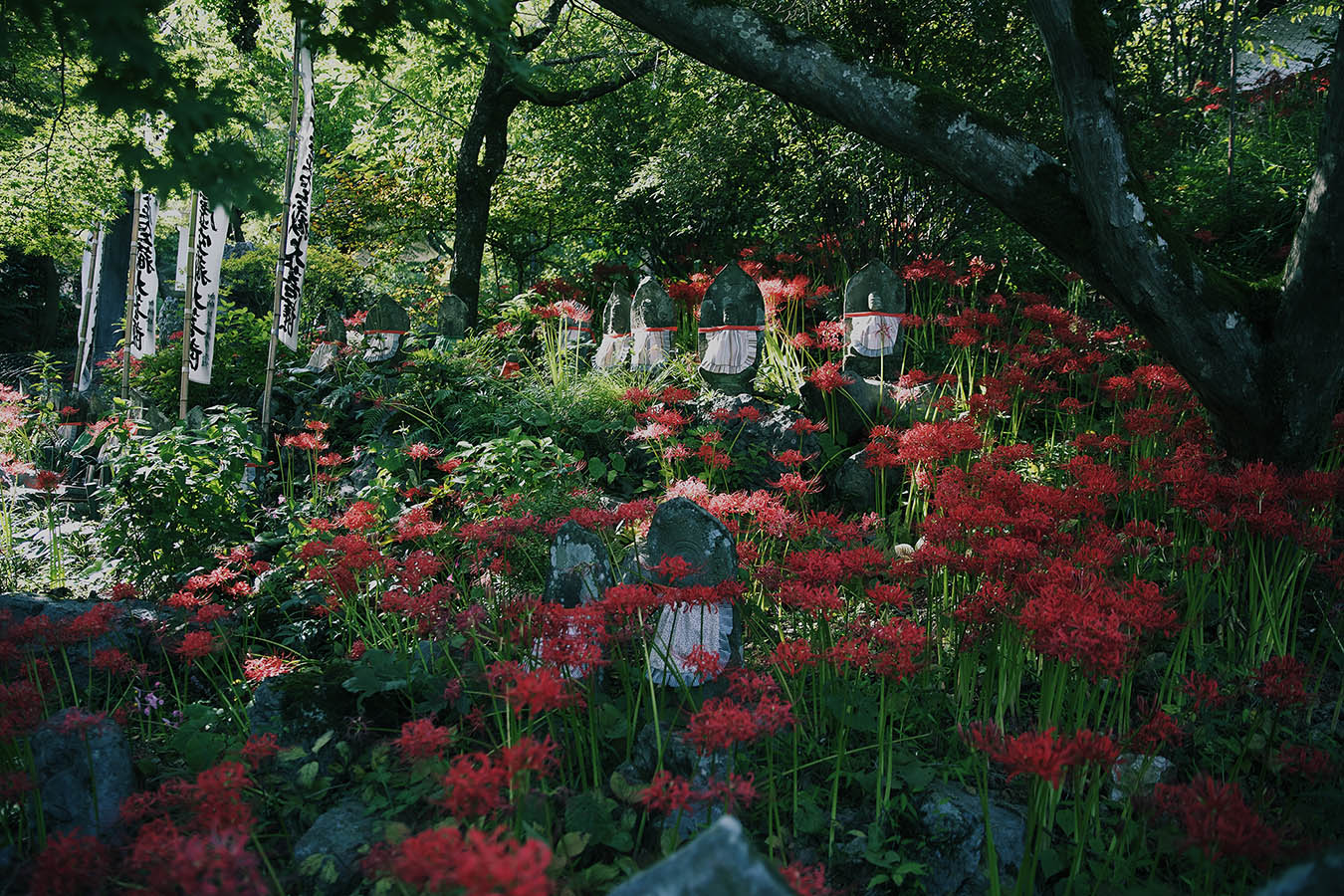 ガラスの中の曼殊沙華 -金生山明星輪寺（こくぞうさん）-_c0115616_20504198.jpg