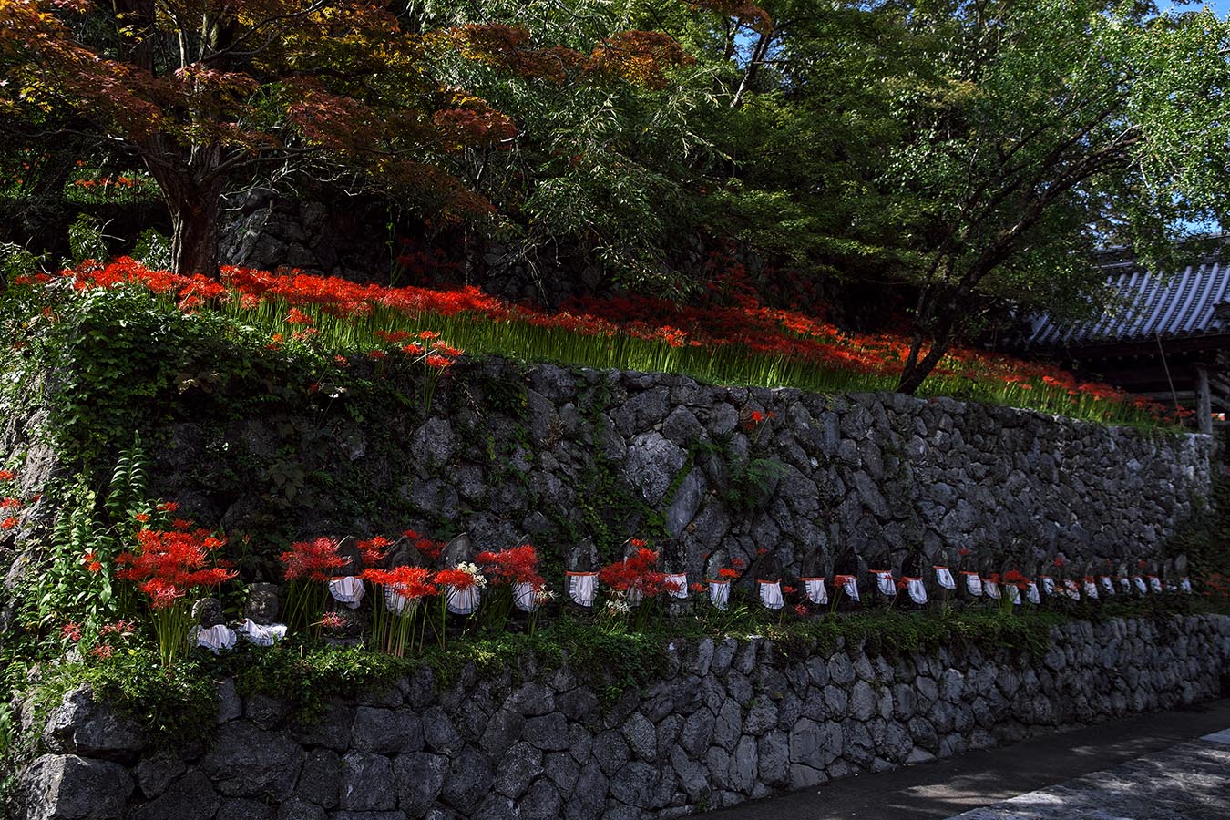 ガラスの中の曼殊沙華 -金生山明星輪寺（こくぞうさん）-_c0115616_2050657.jpg