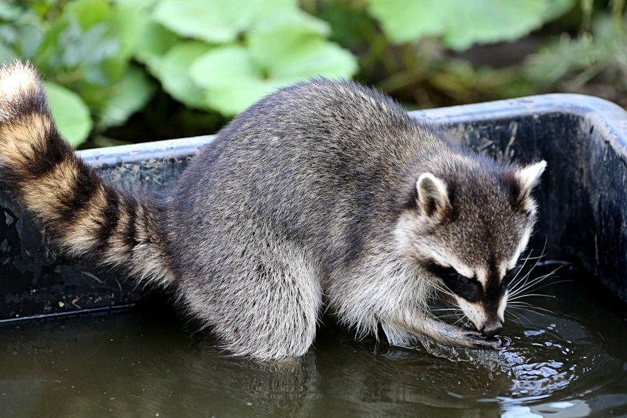 アライグマは洗わない_f0224624_17483928.jpg