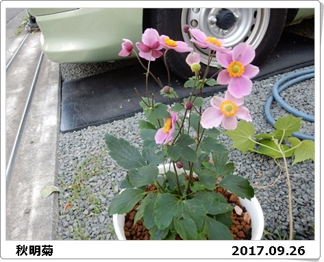 咲く花に　季節は秋と　教えられ_e0033229_1883881.jpg