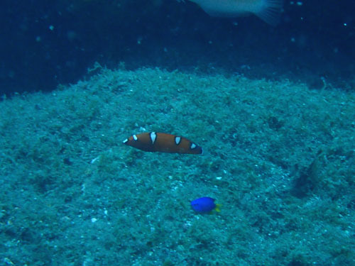 d0164831_17340659.jpg