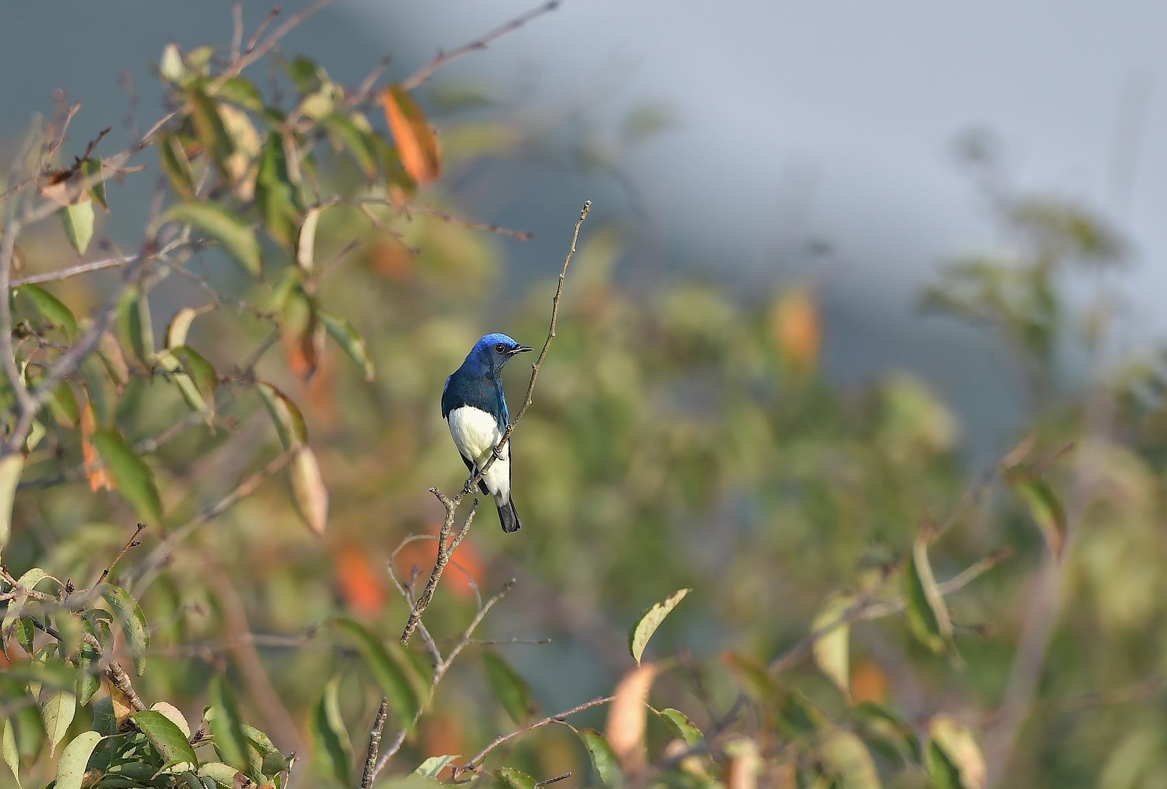 ♂成鳥_d0173131_06442419.jpg