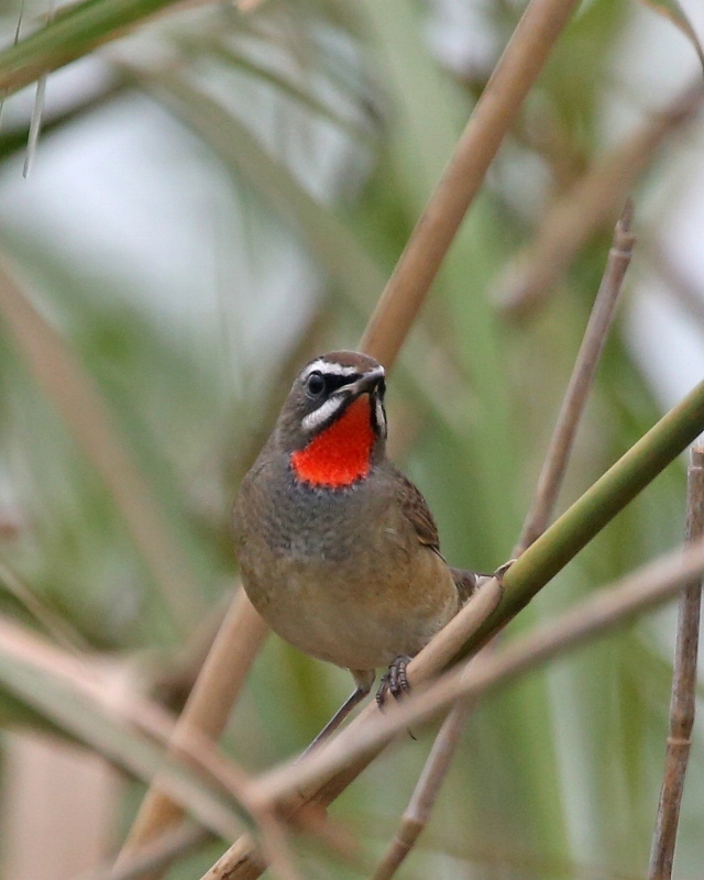 葦原に喉の赤いノゴマ ｔ ｈの野鳥写真