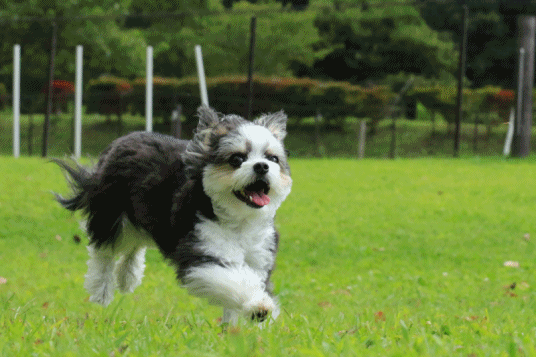 c0145250_10101633.gif