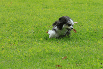 c0145250_10110379.gif