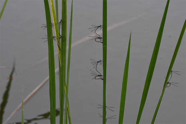 9月の里海公園と蝶_e0194952_16032243.jpg