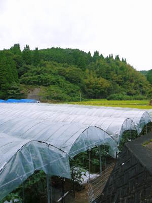 甘熟いちじく 平成29年度の出荷予定数まで残りわずか!ラストチャンス!ご注文はお急ぎ下さい!_a0254656_18214533.jpg