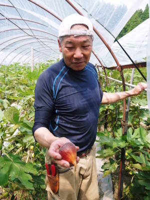 甘熟いちじく 平成29年度の出荷予定数まで残りわずか!ラストチャンス!ご注文はお急ぎ下さい!_a0254656_18265946.jpg