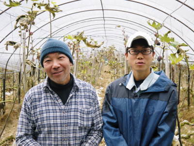 甘熟いちじく 平成29年度の出荷予定数まで残りわずか!ラストチャンス!ご注文はお急ぎ下さい!_a0254656_18341113.jpg