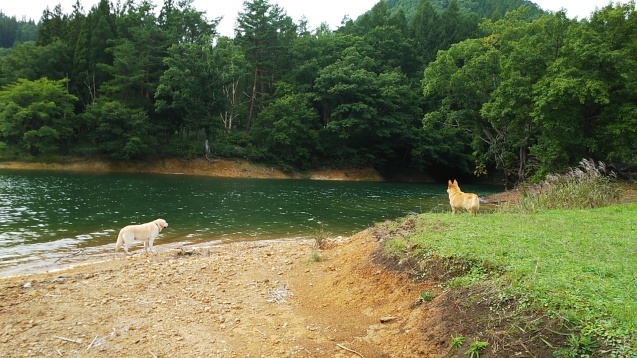 九頭竜湖でカヌー　【9月23日】_e0200357_02584250.jpg