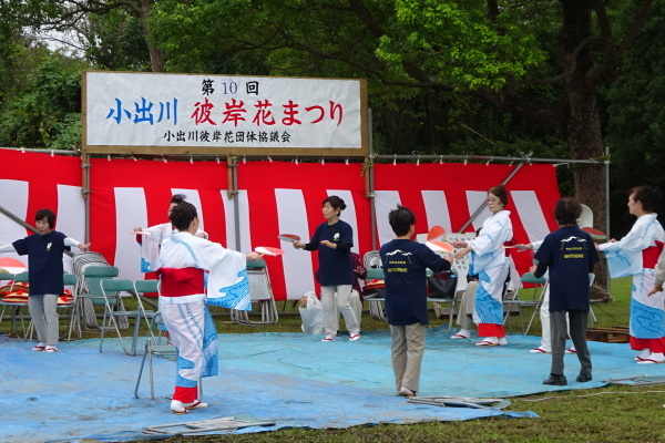 寒川町／小出川彼岸花まつりおおぞう会場（2017.9.23～24）_d0239667_09123921.jpg