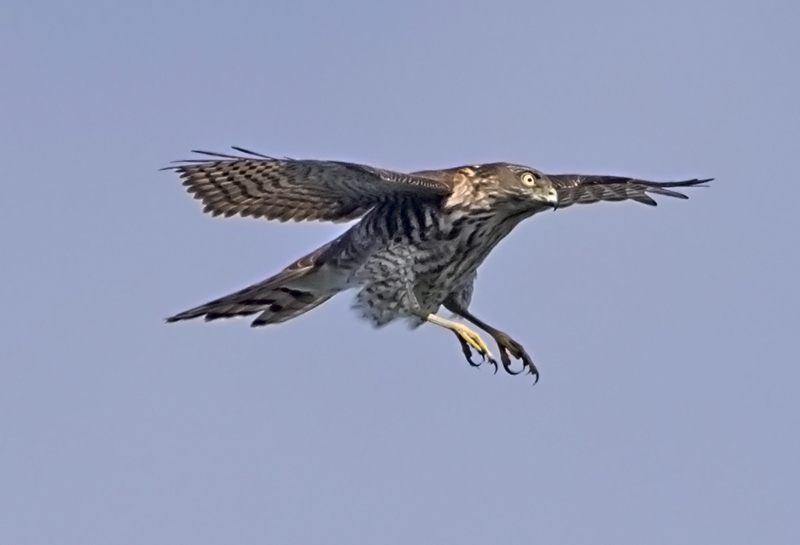 今日の岩間山のツミ幼鳥_e0289167_21000024.jpg