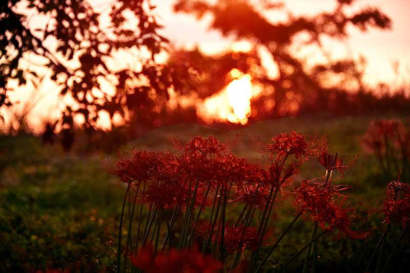 湖畔に咲く曼珠沙華_c0317868_14595120.jpg