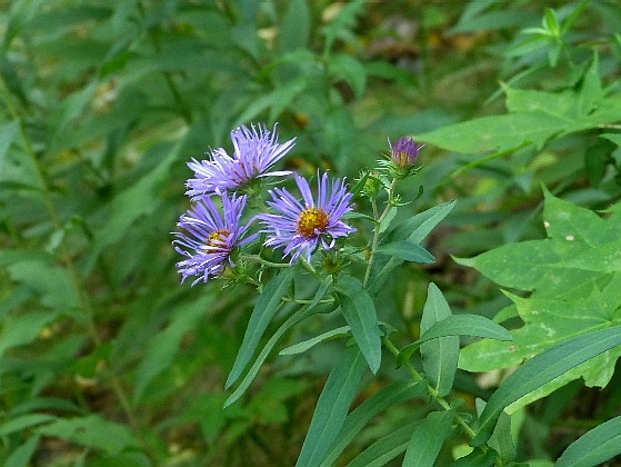 9月 ユウゼンギク 友禅菊 野に咲く北国の花 9月 ユウゼンギク 友禅菊 野に咲く北国の花
