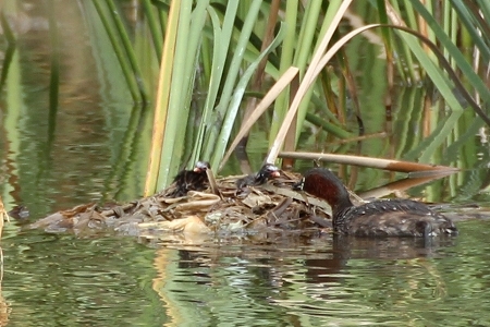 ★オオタカ現る・・・先週末の鳥類園（2017.9.23～24）_e0046474_17474213.jpg