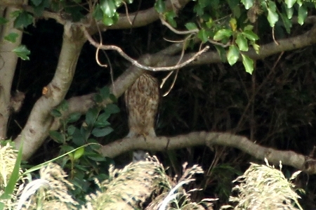 ★オオタカ現る・・・先週末の鳥類園(2017.9.23~24)_e0046474_17482398.jpg