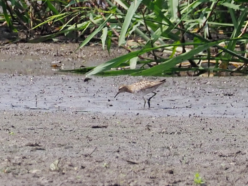 菅生沼のウズラシギ_f0372177_20141805.jpg