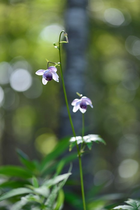 山野草公園の花_d0341880_07363014.jpg