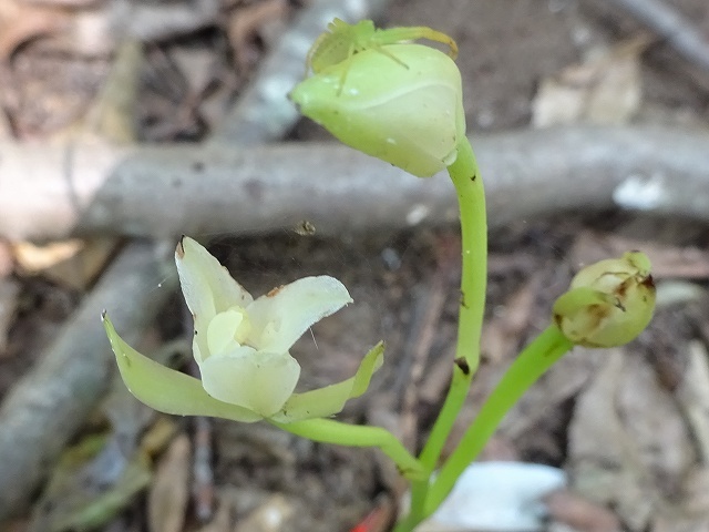 秋咲きのサガミランが開花_d0088184_21161531.jpg