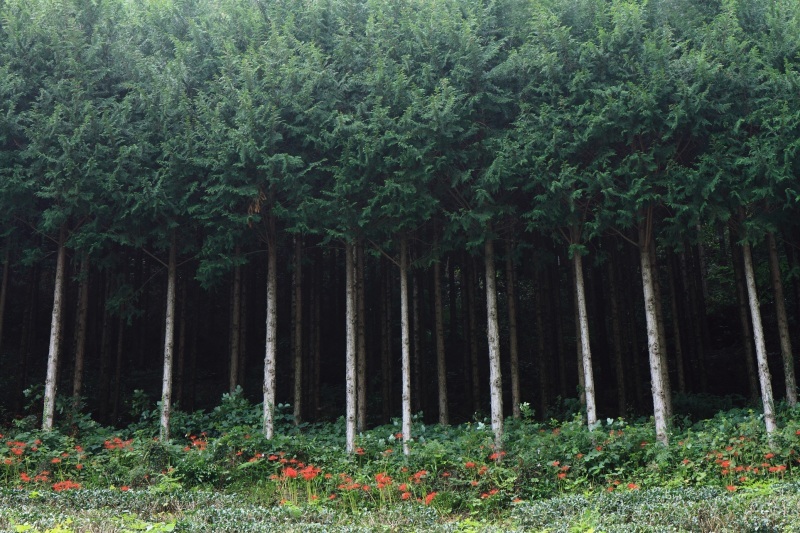 f0350585_10052561.jpg