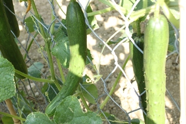 \'17夏 アブルッツォ州にて③シェフと一緒に農園見学☆_a0154793_21531658.jpg