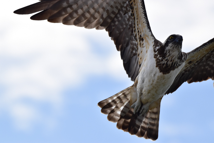 「大きな鳥」劇場ｗ　(^o^)_c0049299_18422413.jpg