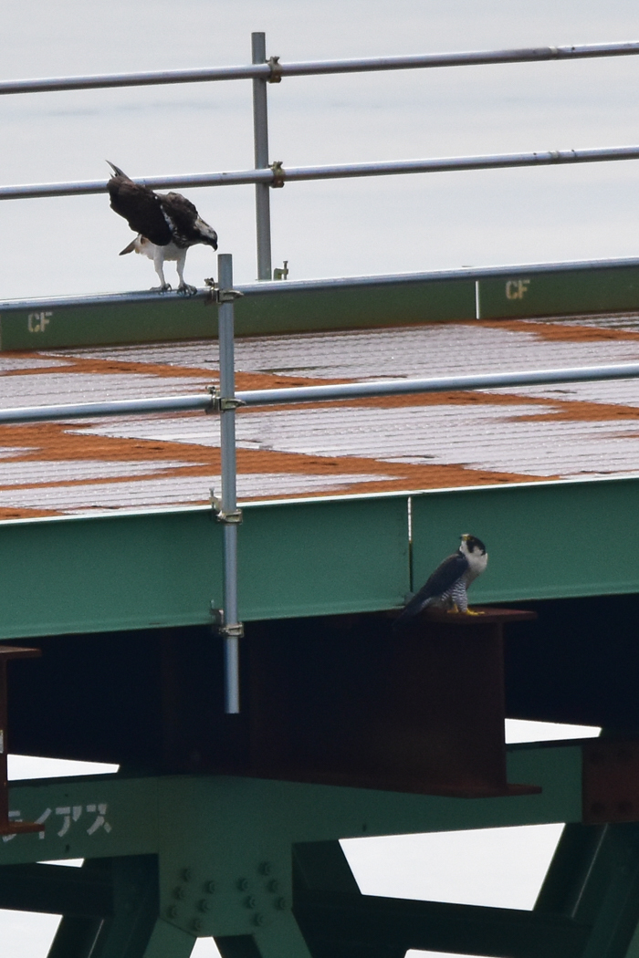 「大きな鳥」劇場ｗ　(^o^)_c0049299_18461364.jpg