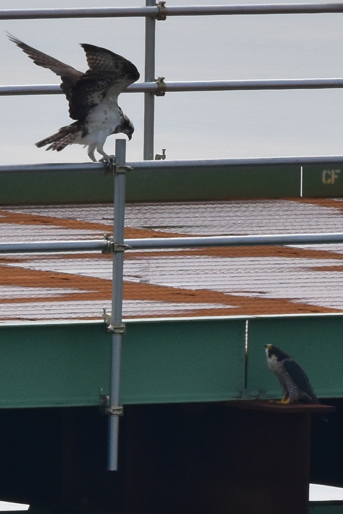 「大きな鳥」劇場ｗ　(^o^)_c0049299_18490129.jpg