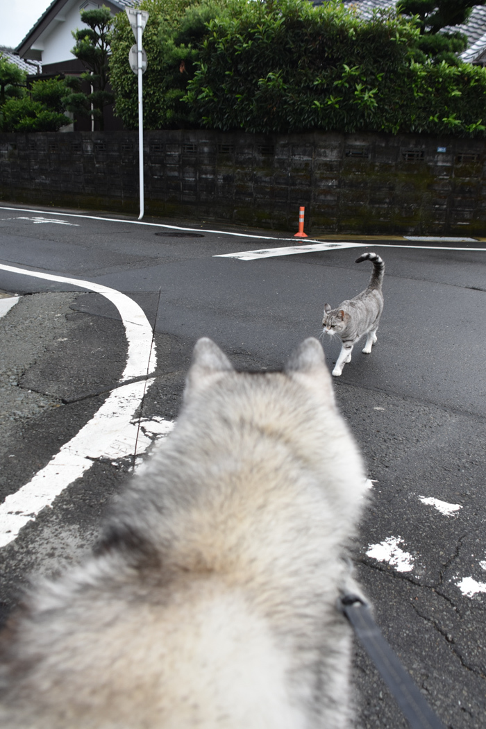 雨あがりはこんな感じで(*^_^*)_c0049299_22292256.jpg