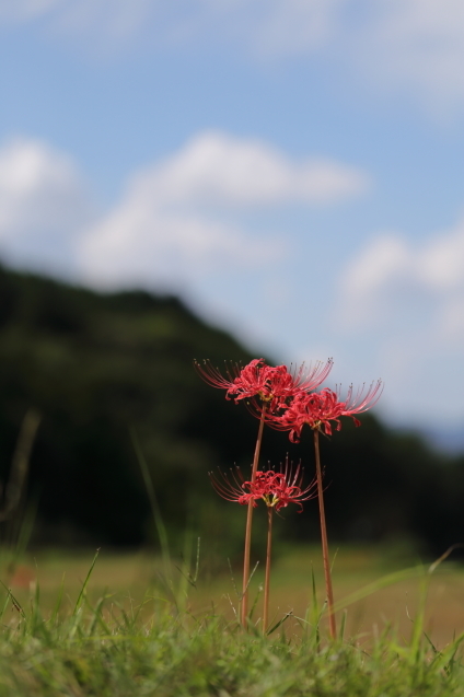d0354901_22524240.jpeg